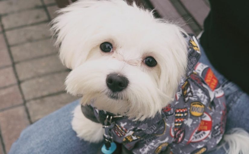 Klä din hund för gatan – i alla väder